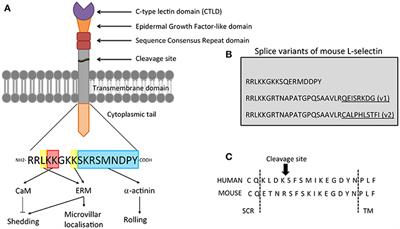 L-selectin: A Major Regulator of Leukocyte Adhesion, Migration and Signaling